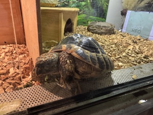 Griechische Landschildkröte tausch M gegen W