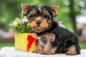 wunderschöne Yorkshire Terrier Welpen