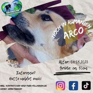 Arco war als Welpe schon im Tierheim und wartet immernoch