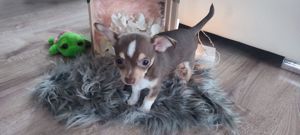 Verkaufe süssen Chihuahua Welpen 