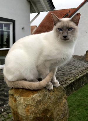 Katzbenbaby s, Kitten,  EKH   Siam Bild 9