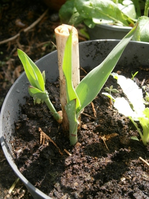 Riesen-Pfahlrohr  Riesenschilf "A.....o donax"  Pflanzen im Topf oder große Wurzelstücke Bild 6