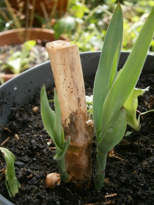 Riesen-Pfahlrohr  Riesenschilf "A.....o donax"  Pflanzen im Topf oder große Wurzelstücke Bild 5