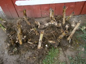 Riesen-Pfahlrohr  Riesenschilf "A.....o donax"  Pflanzen im Topf oder große Wurzelstücke Bild 7