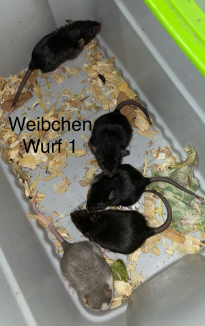 Ratten farbratten rattenbabys