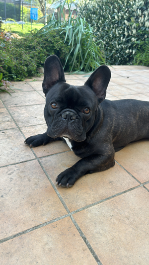 französische Bulldogge 3 Jahre Rüde 