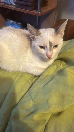 Flocke ein wunderschönes Katzenfräulein sucht Gesellschaft