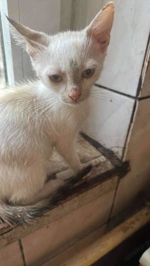 Flocke ein wunderschönes Katzenfräulein sucht Gesellschaft Bild 4