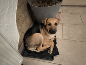 Schäferhund Mischling 