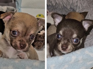 Kurzhaar Chihuahua-Männchen suchen liebevolle Familie!