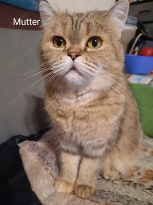 Britische Kurzhaar Kitten Bild 4