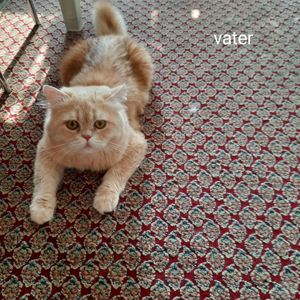 Britische Kurzhaar Kitten Bild 3