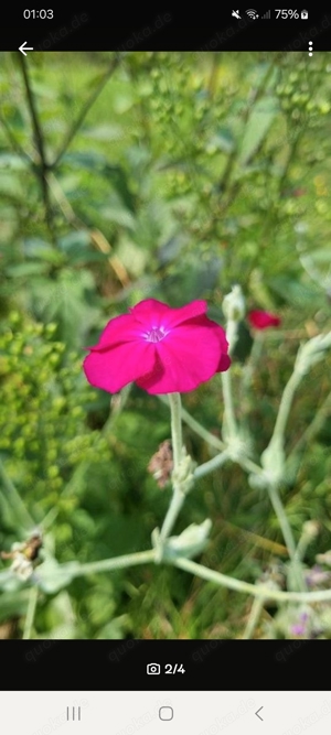 Samen Kronen-Lichtnelke  (Silene coronaria)