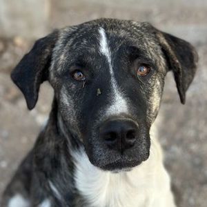  Filino, geb. ca. 07 2023, lebt in GRIECHENLAND, im städt. Tierheim Serres