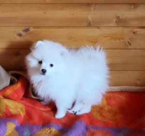 Pomeranian-Welpen