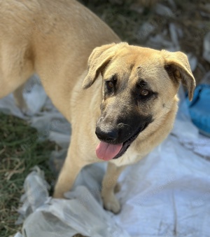 Fleur Delacour, geb. ca. 12 2023, lebt in GRIECHENLAND, im städt. Tierheim Serres     Bild 4