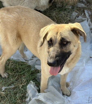 Fleur Delacour, geb. ca. 12 2023, lebt in GRIECHENLAND, im städt. Tierheim Serres     Bild 3