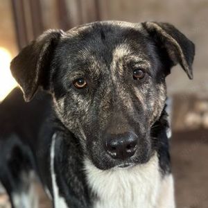 Kaiser, geb. ca. 12 2023, lebt in GR auf einem Gelände, auf dem die Hunde notdürftig versorgt werden