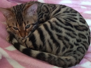 bengal Katze sucht ein schönes Zuhause 