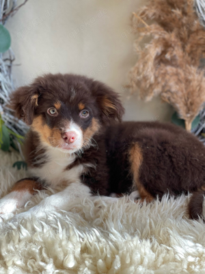 Miniatur Australian Shepherd, Aussie, Australian