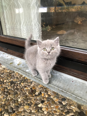 Männliche BKH Kitten mit Futter und Zubehör