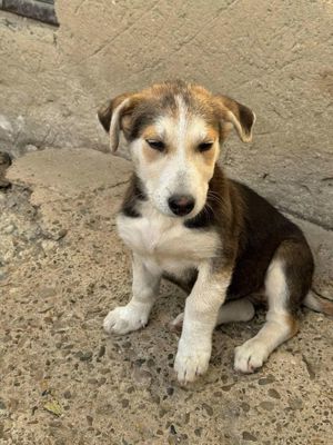 Dani: sensibles Hundekind sucht Dich