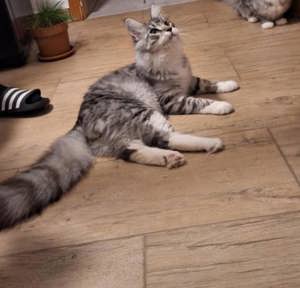 maine coon