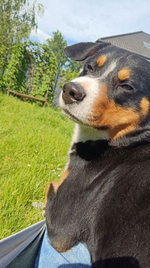 Deckrüde: Reinrassiger Appenzeller Sennenhund Bild 3