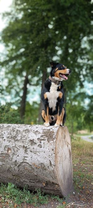 Deckrüde: Reinrassiger Appenzeller Sennenhund Bild 2