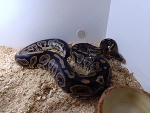 Königspython Bestandsauflösung  Bild 4