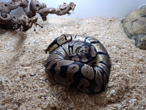 Königspython Bestandsauflösung  Bild 5