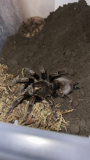 Pamphobeteus sp. Machala 0.1