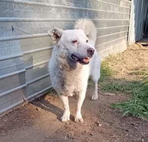 Pflegestelle oder Zuhause für Snowy gesucht