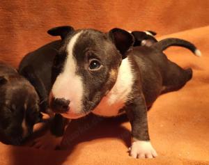 Miniatur Bullterrier Welpen