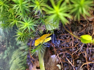 Verschiedene Dendrobaten Bild 2