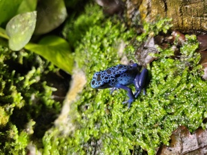 Verschiedene Dendrobaten Bild 3