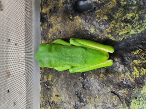 Litoria infrafrenata