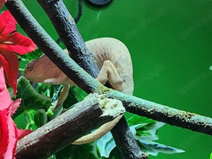 Furcifer paradalis 0.1