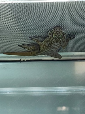Fächerfingergecko