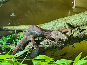 Furcifer pardalis
