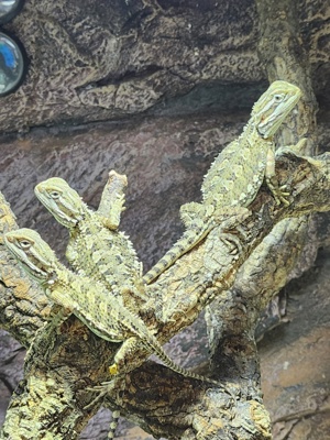 Lawsons Zwergbartagame