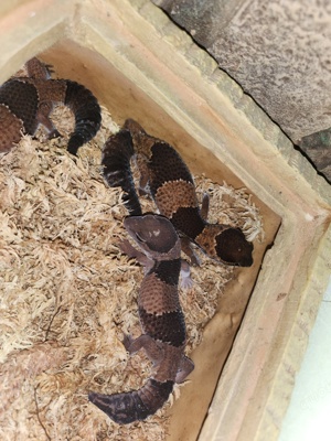 Hemitheconyx caudicinctus