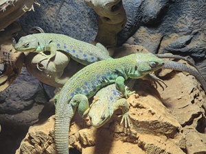 Lacerta lepida