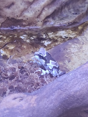 Baumhöhlenkröten Laubfrosch (Baby) 