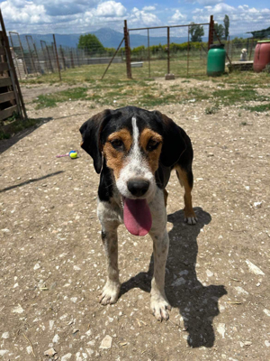 Beagle Mischling Emil sucht dringend seine Menschen 