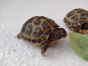 Steppenschildkröten, NZ 25, 3-4cm Panzerlänge, T. horsfeldii, keine CITES-Pflicht