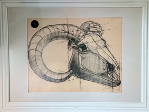 Naturstudium Tierschädel Steinbock Bleistift