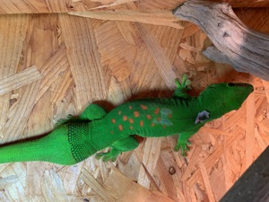 Phelsuma madagascariensis grandis -Paar