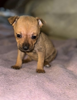 Süße Jack Russel Pinscher Mix Welpen (Hündinnen)