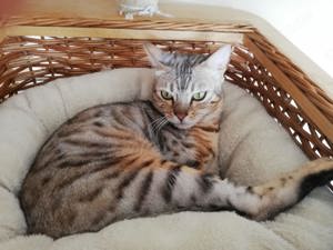 Bengal Bengalkater Bengalkatze Bengalkitten